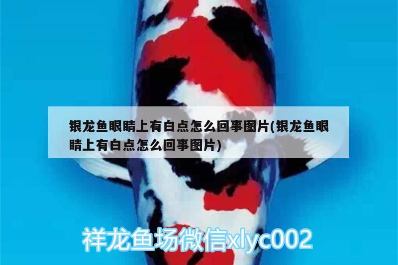 銀龍魚眼睛上有白點怎么回事圖片(銀龍魚眼睛上有白點怎么回事圖片)