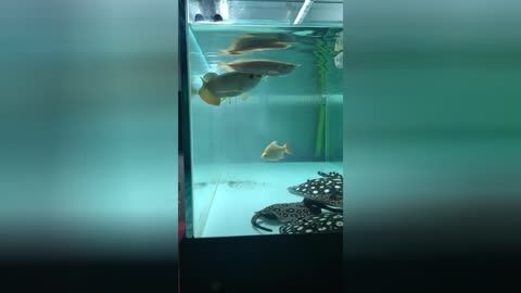 養(yǎng)魟魚怎么換水：養(yǎng)魟魚怎么換水正確換水方法保證魟魚的健康生長