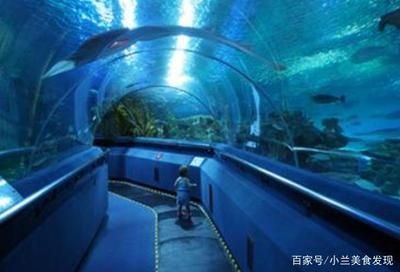 魟魚出生多久能喂食物啊：魟魚出生后大約7-10天黃囊消失后開始喂食