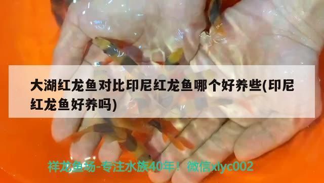 大湖紅龍魚對比印尼紅龍魚哪個好養些(印尼紅龍魚好養嗎)