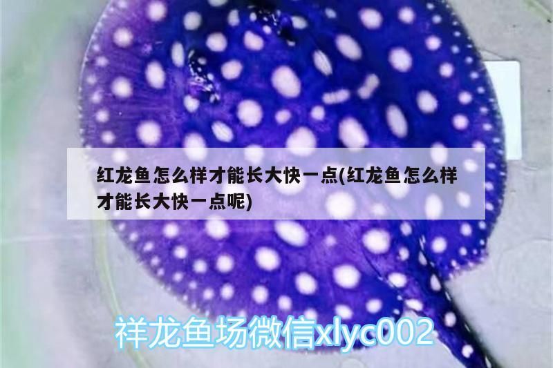 彩虹雷龍魚怎么養活(彩虹雷龍魚怎么養活最好)