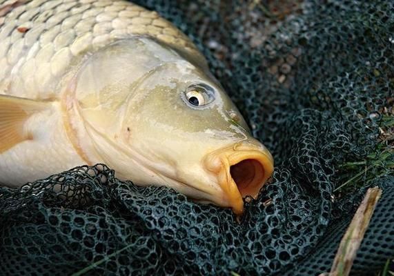 元旦可以釣魚嗎