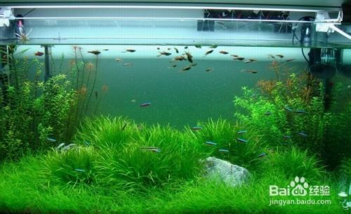 熱帶魚缸哪個(gè)品牌好，利一美特色魚缸款式 熱帶魚缸哪個(gè)品牌好，利一美特色魚缸款式 魚缸百科 第1張