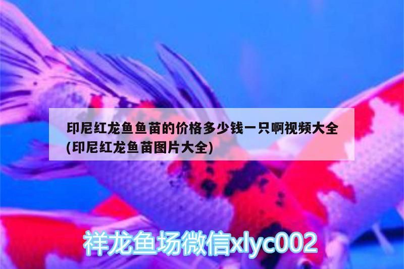 印尼紅龍魚(yú)魚(yú)苗的價(jià)格多少錢一只啊視頻大全(印尼紅龍魚(yú)苗圖片大全)