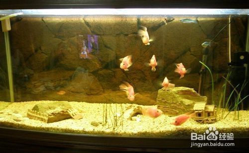 熱帶魚缸哪個(gè)品牌好，利一美特色魚缸款式 熱帶魚缸哪個(gè)品牌好，利一美特色魚缸款式 魚缸百科 第3張