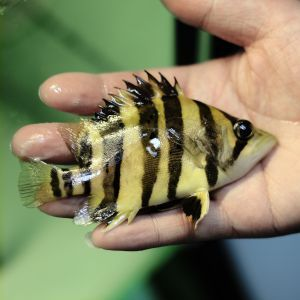 過背金龍魚苗圖片：紫底過背金龍魚特點,藍底過背金龍魚價格對比,高品質過背金龍魚挑選方法