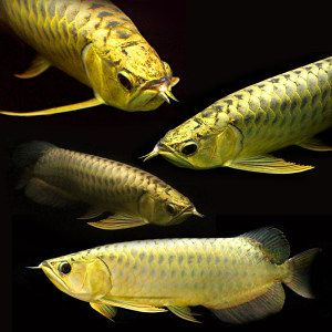 過背金龍魚苗圖片：紫底過背金龍魚特點,藍底過背金龍魚價格對比,高品質過背金龍魚挑選方法