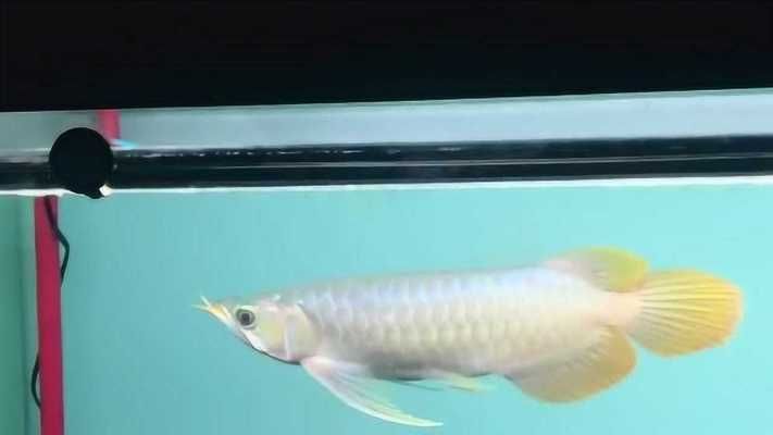 大湖龍魚是什么意思：大湖龍魚與普通紅龍魚相比，大湖龍魚與小湖龍魚區(qū)別