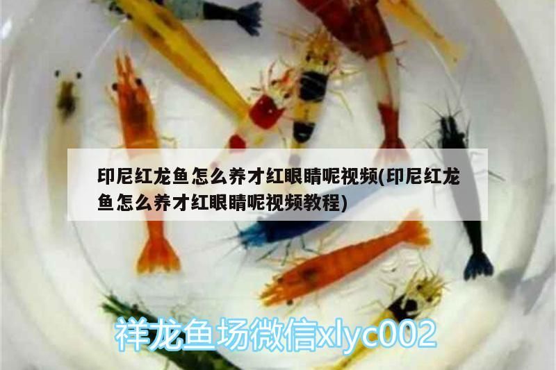印尼紅龍魚怎么養才紅眼睛呢視頻(印尼紅龍魚怎么養才紅眼睛呢視頻教程)