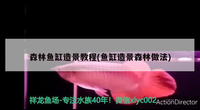 森林魚缸造景教程(魚缸造景森林做法)