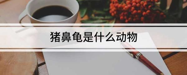 豬鼻龜禁止飼養(yǎng)：豬鼻龜為什么禁止賣豬鼻龜健康狀態(tài)豬鼻龜健康狀態(tài)
