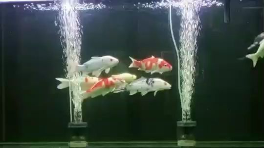 進口元寶鳳凰魚能用甲坐藥嗎：元寶鳳凰魚能否使用甲硝唑藥 進口元寶鳳凰魚能用甲坐藥嗎：元寶鳳凰魚能否使用甲硝唑藥 元寶鳳凰魚百科 第5張