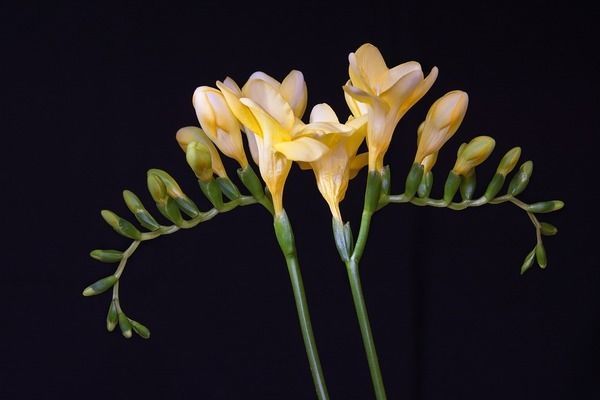 紅頭利魚與紅老虎魚混養(yǎng)風(fēng)險，如何緩解觀賞魚混養(yǎng)沖突,紅頭利魚與紅老虎魚的區(qū)別
