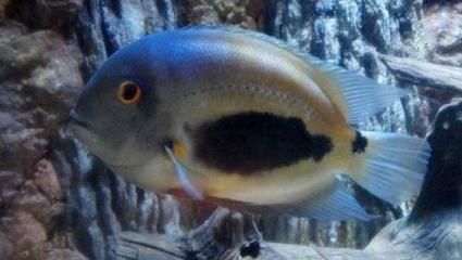 黑云魚混養伴侶魚種選擇，黑云魚混養伴侶魚種選擇摘要：黑云魚混養伴侶魚種選擇