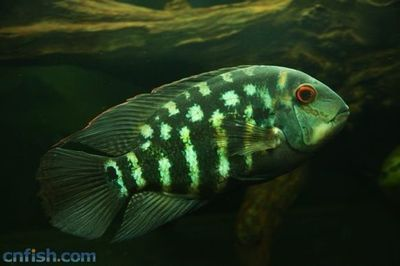 黑云魚混養伴侶魚種選擇，黑云魚混養伴侶魚種選擇摘要：黑云魚混養伴侶魚種選擇