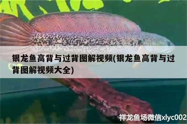 銀龍魚高背與過(guò)背圖解視頻(銀龍魚高背與過(guò)背圖解視頻大全)