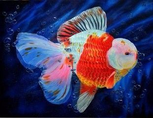 中層水域魚混養的色彩搭配技巧，中層水域魚混養的色彩心理學