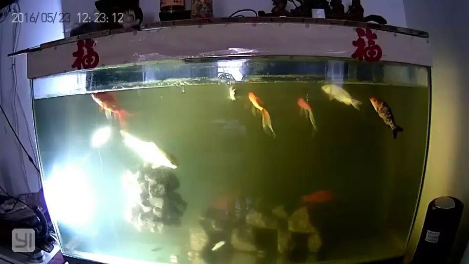 光照的 光照的 錦鯉魚百科 第3張