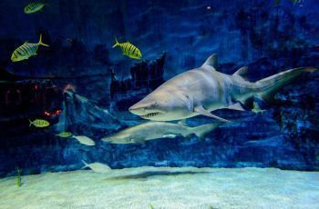 水族館要門票嗎現在還能去嗎（上海海洋水族館可以前往水族館以及是否需要買門票）