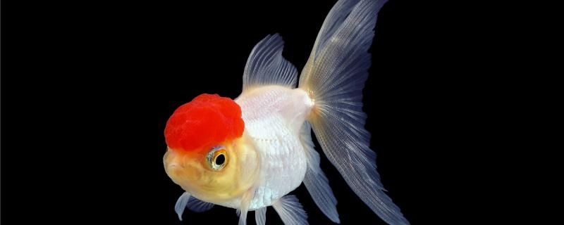 金魚是不是哺乳動物繁殖后需要怎么護(hù)理