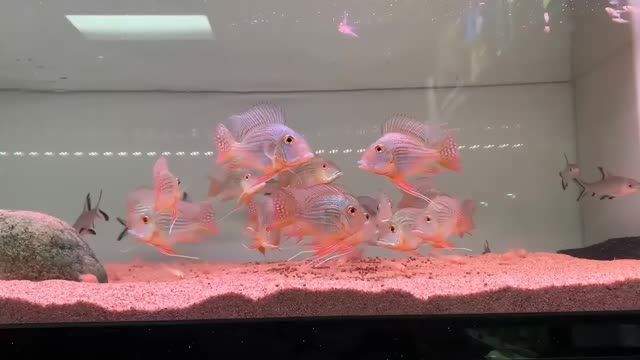2022祥龍魚場培育的元寶鳳凰魚：2022祥龍魚場培育的元寶鳳凰魚以其獨特的外形和優良的生長性能受到熱烈歡迎
