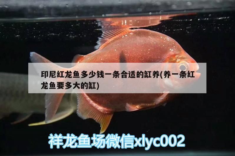 印尼紅龍魚多少錢一條合適的缸養(養一條紅龍魚要多大的缸)