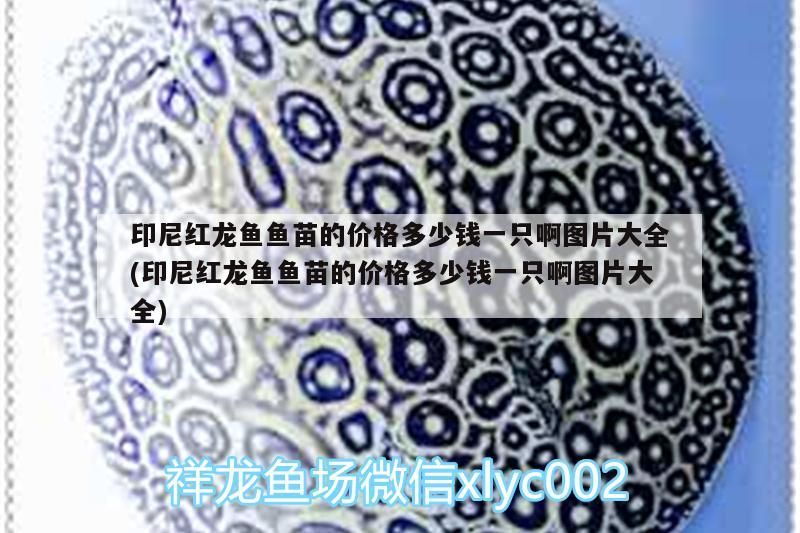 印尼紅龍魚(yú)魚(yú)苗的價(jià)格多少錢(qián)一只啊圖片大全(印尼紅龍魚(yú)魚(yú)苗的價(jià)格多少錢(qián)一只啊圖片大全) 印尼紅龍魚(yú)魚(yú)苗的價(jià)格多少錢(qián)一只啊圖片大全(印尼紅龍魚(yú)魚(yú)苗的價(jià)格多少錢(qián)一只啊圖片大全) 紅龍魚(yú)百科 第3張