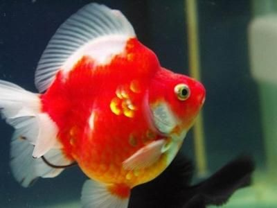 紅紅的觀賞魚是什么魚（紅紅的觀賞魚品種紅紅的觀賞魚習性紅紅的觀賞魚市場趨勢）