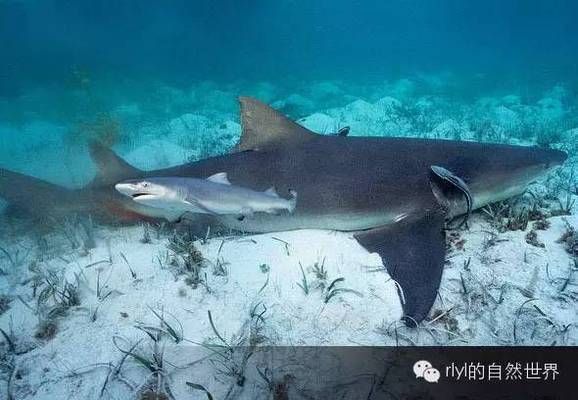 魚缸安裝方法圖解法大全圖片(魚缸安裝方法圖解法視頻教程)