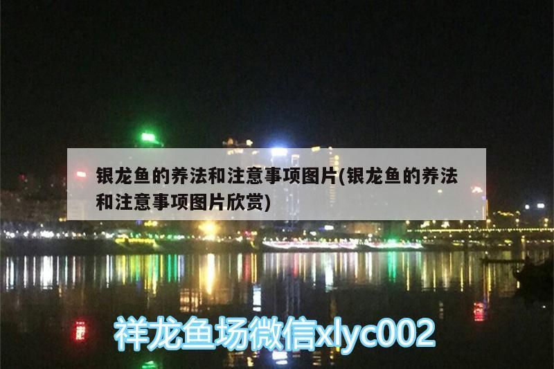 銀龍魚的養(yǎng)法和注意事項圖片(銀龍魚的養(yǎng)法和注意事項圖片欣賞)