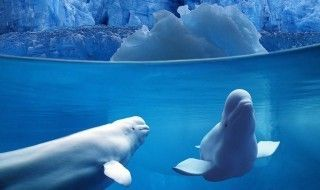 水族館里100種動(dòng)物名稱(chēng)是什么（水族館100種動(dòng)物的名稱(chēng)及其分類(lèi)）