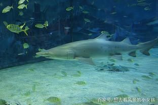 水族館里100種動(dòng)物名稱(chēng)是什么（水族館100種動(dòng)物的名稱(chēng)及其分類(lèi)）