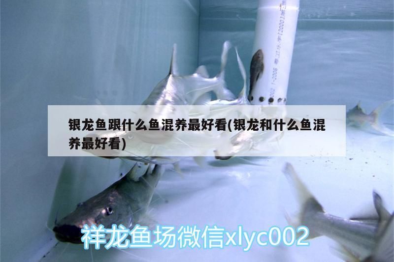 銀龍魚跟什么魚混養最好看(銀龍和什么魚混養最好看) 銀龍魚跟什么魚混養最好看(銀龍和什么魚混養最好看) 銀龍魚百科 第3張