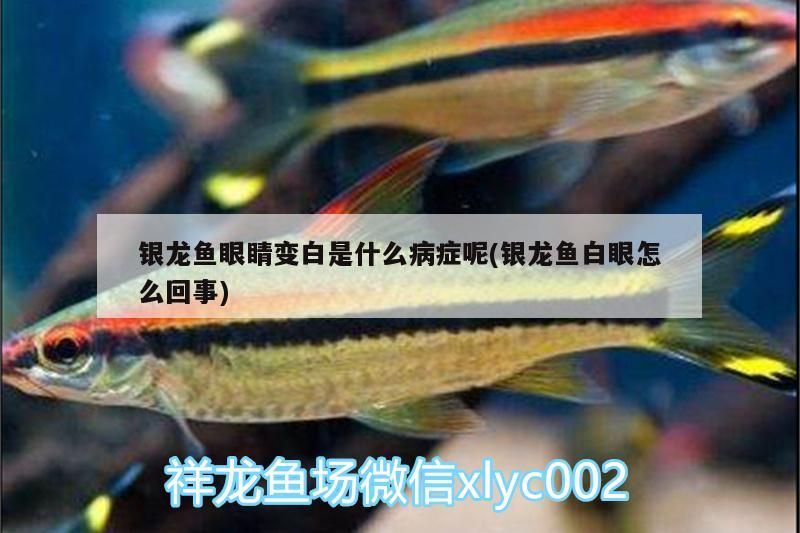 銀龍魚眼睛變白是什么病癥呢(銀龍魚白眼怎么回事)