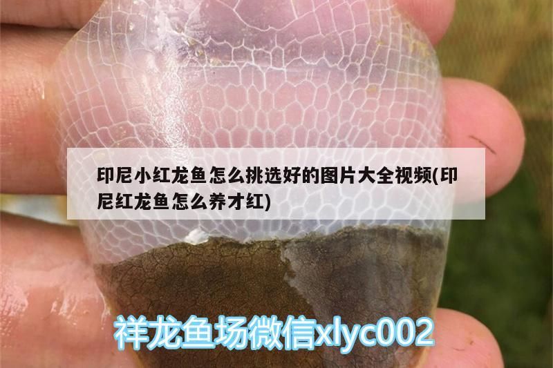 給我一份龍魚分階段喂食計劃表，龍魚分階段喂食計劃表