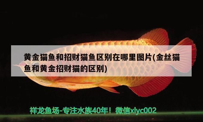 黃金貓魚和招財貓魚區別在哪里圖片(金絲貓魚和黃金招財貓的區別)