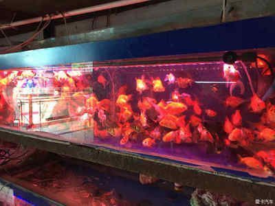 高檔觀賞魚市場趨勢，高檔觀賞魚市場發展趨勢