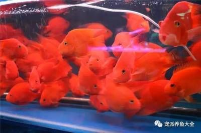 高檔觀賞魚市場趨勢，高檔觀賞魚市場發展趨勢