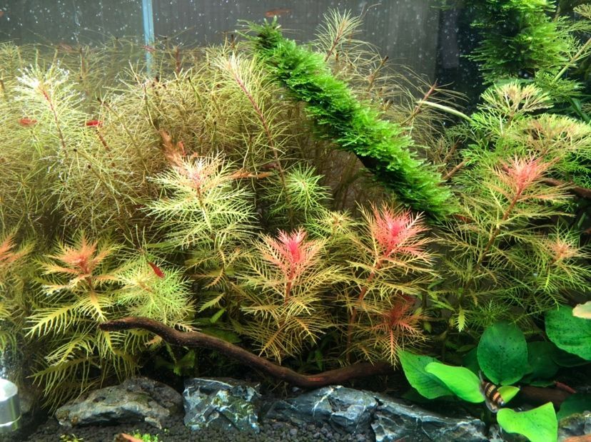 龍魚趴缸多長時間能好（龍魚趴缸是什么病） 龍魚趴缸多長時間能好（龍魚趴缸是什么病） 虎魚百科 第2張