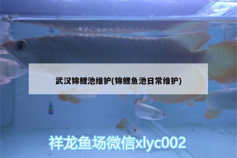 武漢錦鯉池維護(錦鯉魚池日常維護)