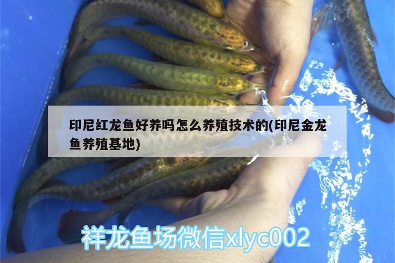印尼紅龍魚好養嗎怎么養殖技術的(印尼金龍魚養殖基地) 印尼紅龍魚好養嗎怎么養殖技術的(印尼金龍魚養殖基地) 紅龍魚百科 第3張