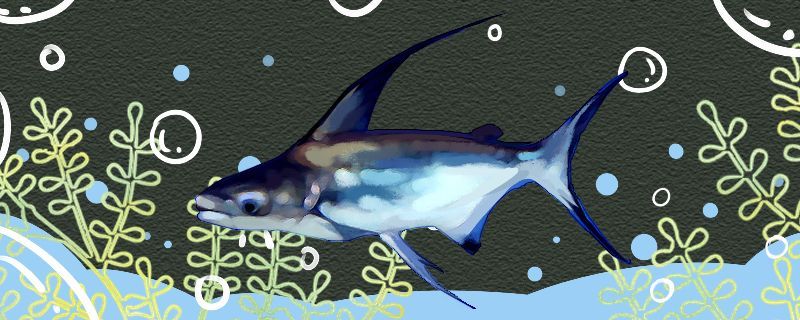 張家口觀賞魚種類介紹圖片大全（張家口賣觀賞魚的地方）