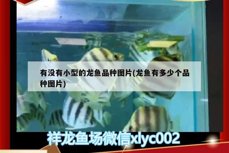 有沒有小型的龍魚品種圖片(龍魚有多少個(gè)品種圖片) 有沒有小型的龍魚品種圖片(龍魚有多少個(gè)品種圖片) 魚缸百科 第3張