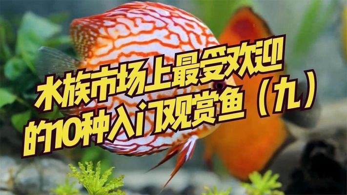 水族館賣什么魚好（水族館推薦的觀賞魚種類）