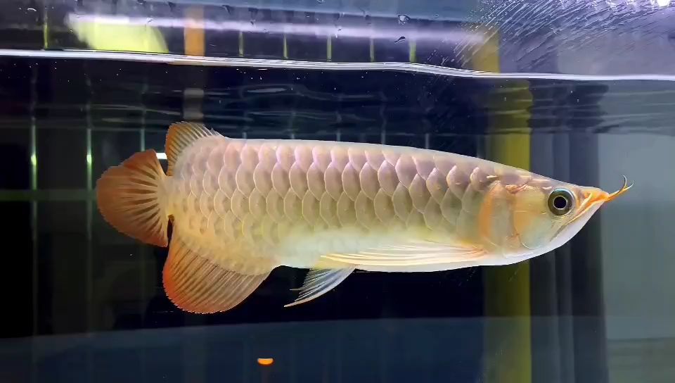 30公分大湖紅龍  開始發色中