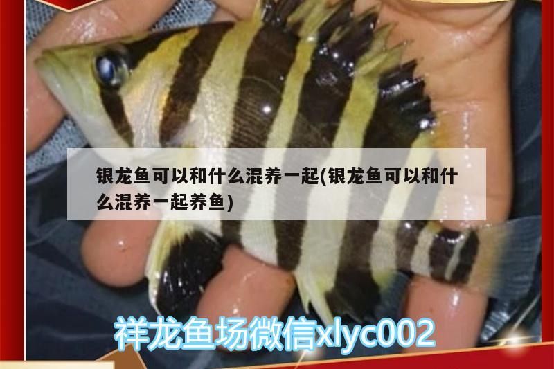 銀龍魚可以和什么混養一起(銀龍魚可以和什么混養一起養魚)