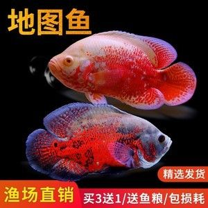 元寶鳳凰魚好養嗎怎么養的好：元寶鳳凰魚好養嗎怎么養元寶鳳凰魚好養嗎
