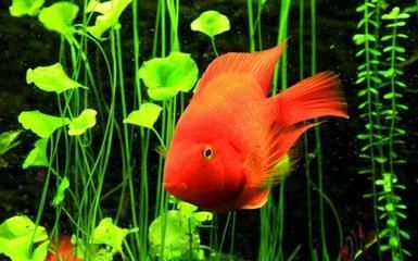 水族館紅龍魚養(yǎng)護技巧 水族館紅龍魚養(yǎng)護技巧 水族館百科（水族館加盟） 第3張