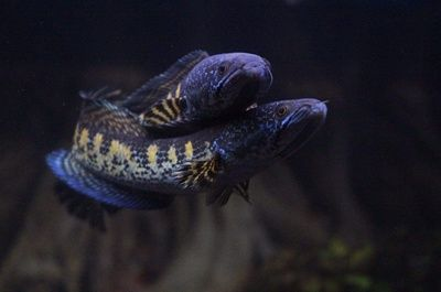水族館紅龍魚養(yǎng)護技巧 水族館紅龍魚養(yǎng)護技巧 水族館百科（水族館加盟） 第6張