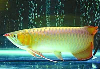 水族館紅龍魚養(yǎng)護技巧 水族館紅龍魚養(yǎng)護技巧 水族館百科（水族館加盟） 第7張